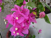 Cây hoa giấy - Cây Xanh Xuân Hồng
